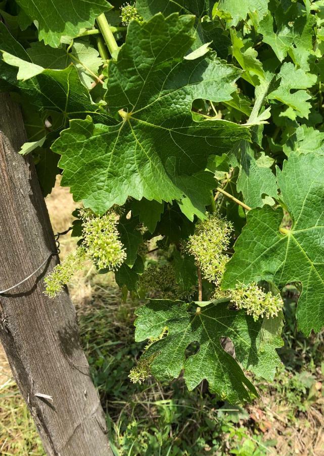 Chateau Regaldo-Saint Blancard Salleboeuf Eksteriør billede